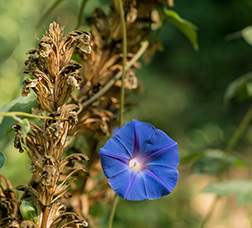 Foto: M. Gil Fotografía exterior de una zona verde con una flor azul en primer plano